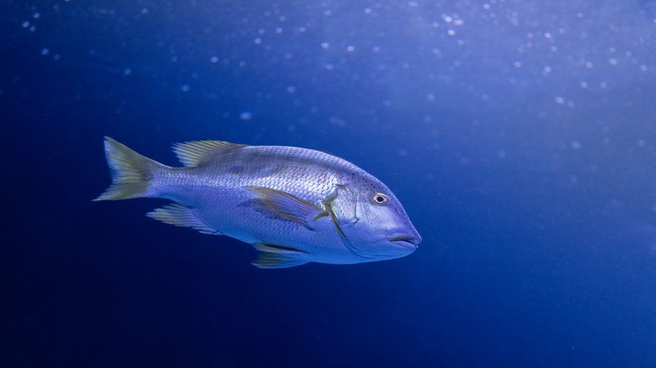 underwater fishing camera buying guide